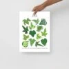 Ivy Species ID Chart - Botanical Houseplant Art Print -Eds Plant Shop ivy species id chart botanical houseplant art print 218726