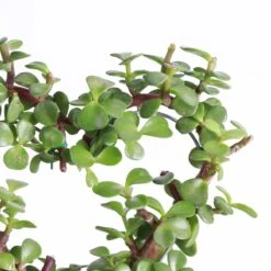 Jade Heart Bonsai -Live Plant 14 Jade Heart Bonsai -Live Plant -Eds Plant Shop jade heart bonsai live plant 194561