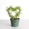 Jade Heart Bonsai -Live Plant 2 Jade Heart Bonsai -Live Plant -Eds Plant Shop jade heart bonsai live plant 321942