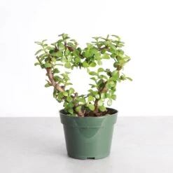 Jade Heart Bonsai -Live Plant