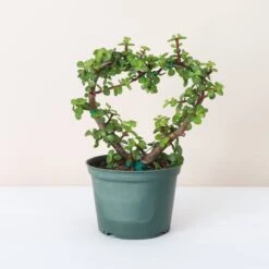 Jade Heart Bonsai -Live Plant 15 Jade Heart Bonsai -Live Plant -Eds Plant Shop jade heart bonsai live plant 325358