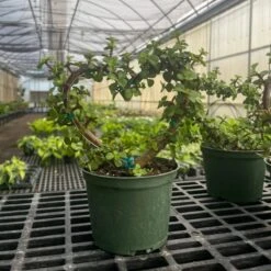 Jade Heart Bonsai -Live Plant 18 Jade Heart Bonsai -Live Plant -Eds Plant Shop jade heart bonsai live plant 542712