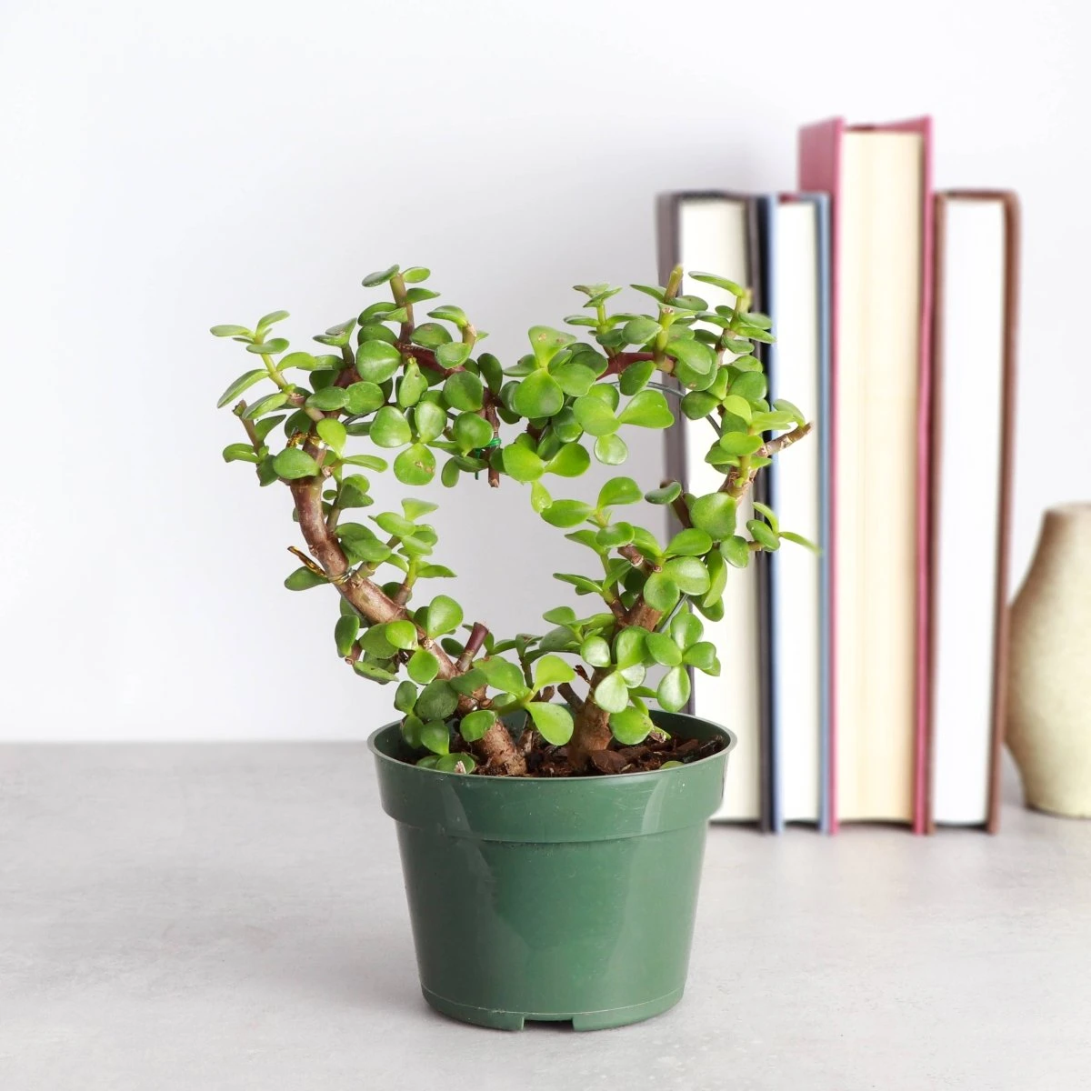 Jade Heart Bonsai -Live Plant 4 Jade Heart Bonsai -Live Plant - Image 2