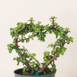 Jade Heart Bonsai -Live Plant 16 Jade Heart Bonsai -Live Plant -Eds Plant Shop jade heart bonsai live plant 645181