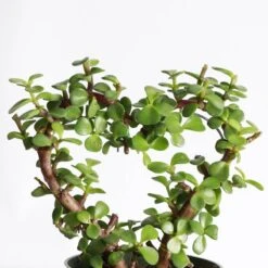 Jade Heart Bonsai -Live Plant 13 Jade Heart Bonsai -Live Plant -Eds Plant Shop jade heart bonsai live plant 942384