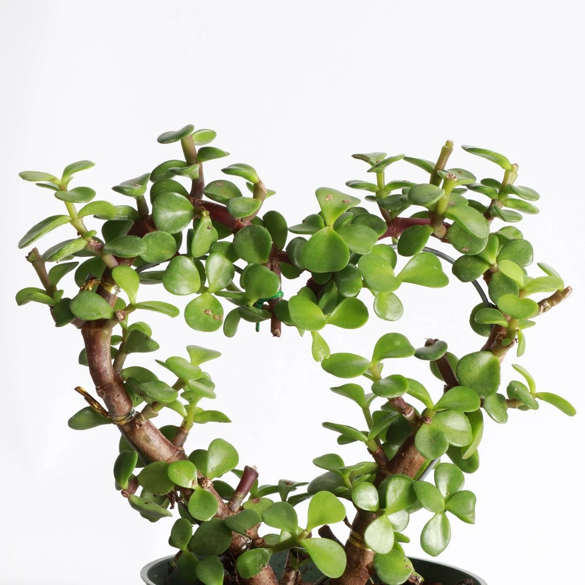 Jade Heart Bonsai -Live Plant 5 Jade Heart Bonsai -Live Plant - Image 3