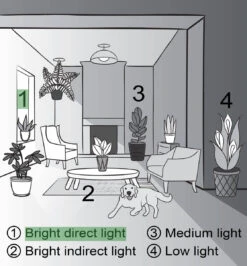 Jade Heart Bonsai -Live Plant 19 Jade Heart Bonsai -Live Plant -Eds Plant Shop jade heart bonsai live plant 992369
