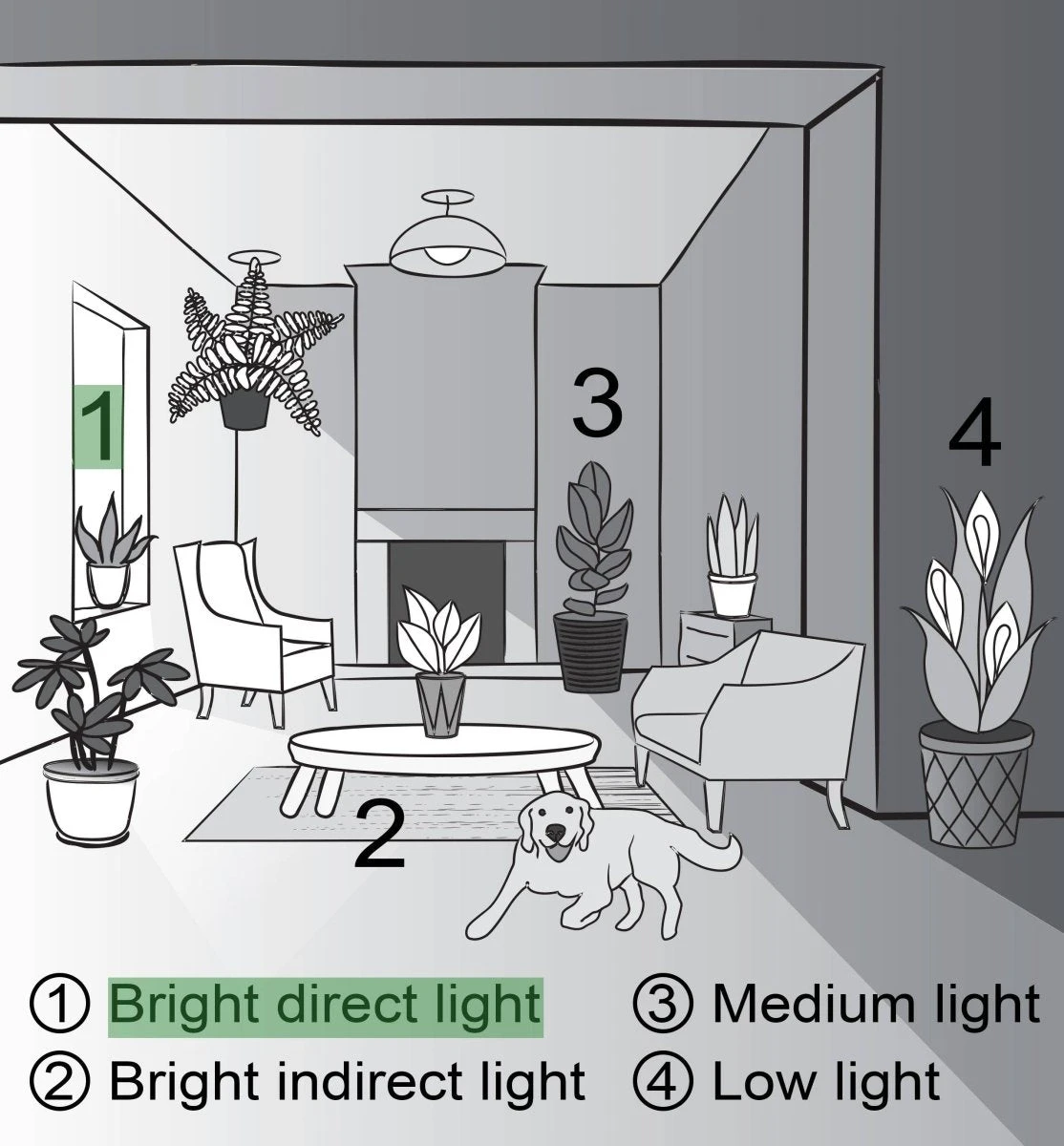 Jade Heart Bonsai -Live Plant 11 Jade Heart Bonsai -Live Plant - Image 9