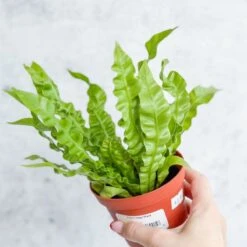 Japanese Asplenium Nidus ‘Crispy Wave Fern’ - 4 Inch -Eds Plant Shop japanese asplenium nidus crispy wave fern 4 inch 566472