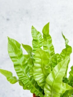 Japanese Asplenium Nidus ‘Crispy Wave Fern’ - 4 Inch -Eds Plant Shop japanese asplenium nidus crispy wave fern 4 inch 637125