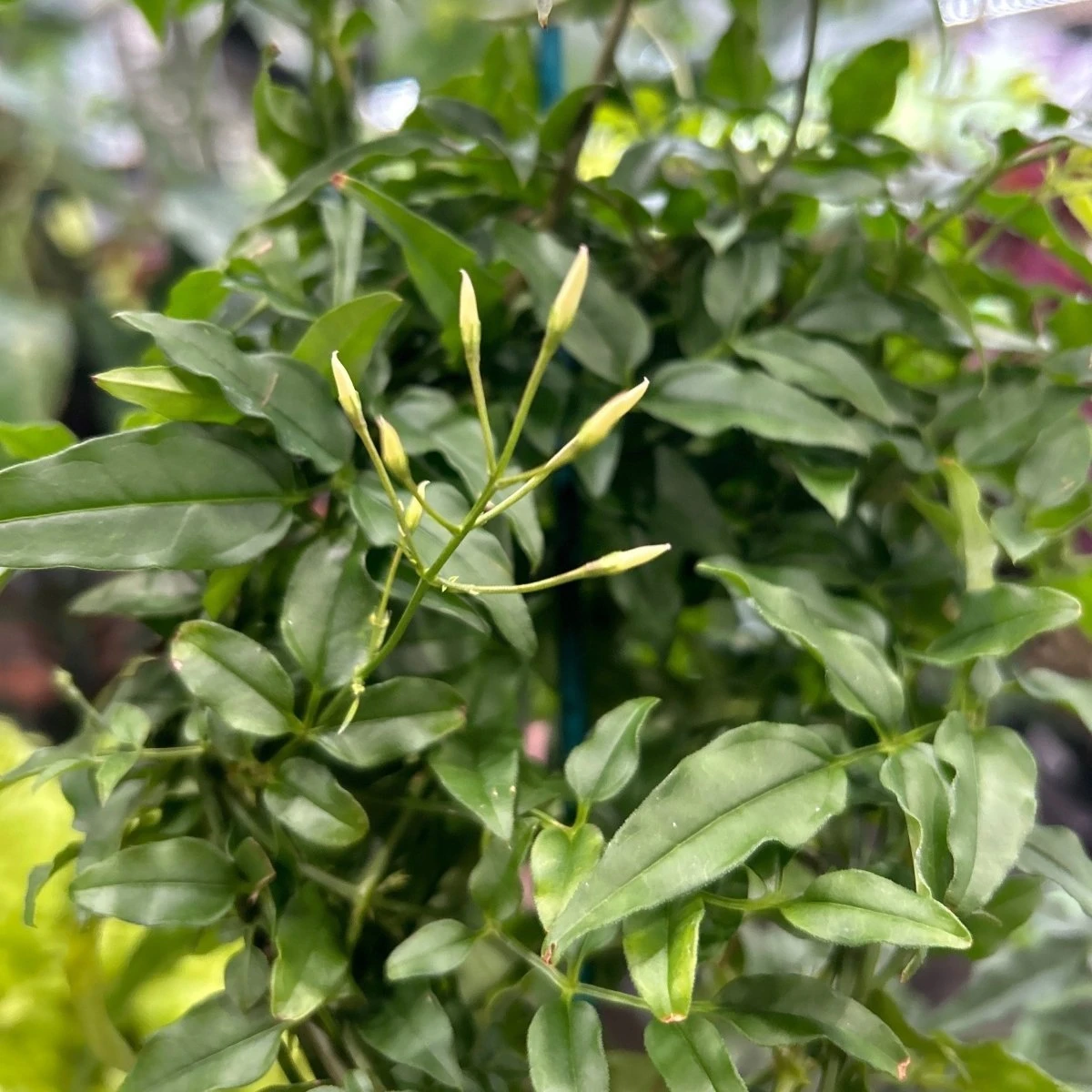 Jasmine Polyanthum - Fragrant Jasmine Hoop 5 Jasmine Polyanthum - Fragrant Jasmine Hoop - Image 3