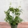 Jasmine Polyanthum - Fragrant Jasmine Hoop 1 Jasmine Polyanthum - Fragrant Jasmine Hoop -Eds Plant Shop jasmine polyanthum fragrant jasmine hoop 620157