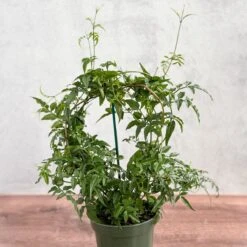 Jasmine Polyanthum - Fragrant Jasmine Hoop