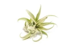 Jumbo Tillandsia Streptophylla Air Plant – Rare Curly Tillandsia (Limited Stock) -Eds Plant Shop jumbo tillandsia streptophylla air plants limited quantities 5334008