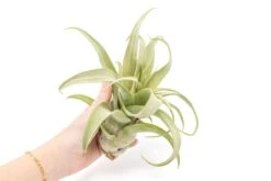 Jumbo Tillandsia Streptophylla Air Plant – Rare Curly Tillandsia (Limited Stock) -Eds Plant Shop jumbo tillandsia streptophylla air plants limited quantities 6208955