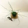 Juncus ‘Spiralis’ (Corkscrew Plant) -Eds Plant Shop juncus spiralis corkscrew plant 1317392