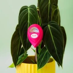 Jungle Club Soil Moisture Meter | Accurate, Battery-Free Plant Care 33 Jungle Club Soil Moisture Meter | Accurate, Battery-Free Plant Care -Eds Plant Shop jungle club soil moisture meter accurate battery free plant care 506274