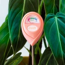 Jungle Club Soil Moisture Meter | Accurate, Battery-Free Plant Care 20 Jungle Club Soil Moisture Meter | Accurate, Battery-Free Plant Care -Eds Plant Shop jungle club soil moisture meter accurate battery free plant care 900674