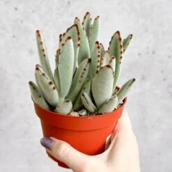 Kalanchoe Tomentosa ‘Panda’ - Panda Plant -Eds Plant Shop kalanchoe tomentosa panda panda plant 326015