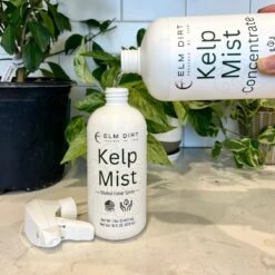Kelp Mist 14 Kelp Mist -Eds Plant Shop kelp mist 224352