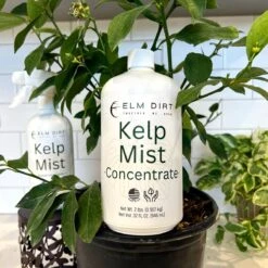 Kelp Mist 15 Kelp Mist -Eds Plant Shop kelp mist 948994