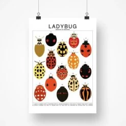 Ladybug Species ID Chart - Insects Fauna Art Print 8x10 -Eds Plant Shop ladybug species id chart insects fauna art print 8x10 752601