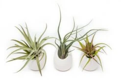 Large Ivory Ceramic Container – Hanging Or Tabletop Display Vase For Air Plants -Eds Plant Shop large ivory ceramic container hanging or tabletop display vase for air plants 5324650