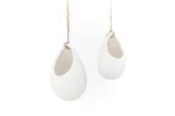 Large Ivory Ceramic Vase With Tillandsia Sparkler Air Plant -Eds Plant Shop large ivory ceramic vase with tillandsia sparkler air plant 1306444