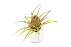 Large Ivory Ceramic Vase With Tillandsia Sparkler Air Plant