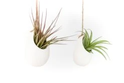 Large Ivory Ceramic Vase With Tillandsia Sparkler Air Plant -Eds Plant Shop large ivory ceramic vase with tillandsia sparkler air plant 4316761