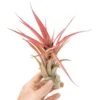 Large Tillandsia Abdita Brachycaulos Air Plants / 5-6 Inch Plants -Eds Plant Shop large tillandsia abdita brachycaulos air plants 5 6 inch plants 2930777