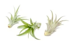 Large Tillandsia Abdita Brachycaulos Air Plants / 5-6 Inch Plants -Eds Plant Shop large tillandsia abdita brachycaulos air plants 5 6 inch plants 7244416