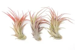 Large Tillandsia Abdita Brachycaulos Air Plants / 5-6 Inch Plants -Eds Plant Shop large tillandsia abdita brachycaulos air plants 5 6 inch plants 9152833