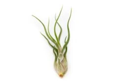 Large Tillandsia Air Plant Variety Pack – 5 Extra-Large Tillandsia -Eds Plant Shop large tillandsia air plant variety pack 5 big plants 3582582