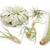 Large Tillandsia Air Plant Variety Pack – 5 Extra-Large Tillandsia -Eds Plant Shop large tillandsia air plant variety pack 5 big plants 4795840