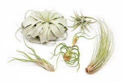 Large Tillandsia Air Plant Variety Pack – 5 Extra-Large Tillandsia