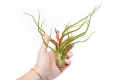 Large Tillandsia Air Plant Variety Pack – 5 Extra-Large Tillandsia -Eds Plant Shop large tillandsia air plant variety pack 5 big plants 5660580