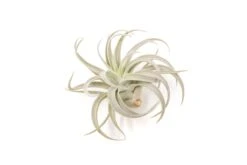 Large Tillandsia Air Plant Variety Pack – 5 Extra-Large Tillandsia -Eds Plant Shop large tillandsia air plant variety pack 5 big plants 9003816