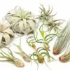 Large Tillandsia Air Plant Variety - Set Of 10, 15, Or 20 -Eds Plant Shop large tillandsia air plant variety set of 10 15 or 20 40 off 5159218