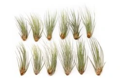 Large Tillandsia Juncea - Set Of 10, 15 Or 20 Air Plants