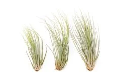 Large Tillandsia Juncea - Set Of 10, 15 Or 20 Air Plants -Eds Plant Shop large tillandsia juncea set of 10 15 or 20 air plants 50 off 3126749
