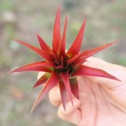 Large Tillandsia Red Abdita Air Plant - 1 Pack -Eds Plant Shop large tillandsia red abdita air plant 1 pack 2556412