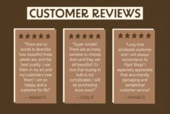 Large Tillandsia Red Abdita Air Plant - 1 Pack -Eds Plant Shop large tillandsia red abdita air plant 1 pack 6422302