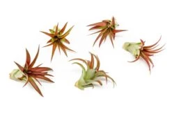 Large Tillandsia Red Abdita Air Plant - 1 Pack