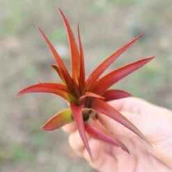 Large Tillandsia Red Abdita Air Plant - 1 Pack -Eds Plant Shop large tillandsia red abdita air plant 1 pack 9009966