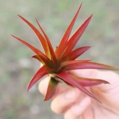 Large Tillandsia Red Abdita Air Plant - 1 Pack -Eds Plant Shop large tillandsia red abdita air plant 1 pack 9533764