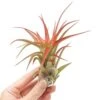 Large Tillandsia Red Abdita Air Plants / 5-6 Inch Plants -Eds Plant Shop large tillandsia red abdita air plants 5 6 inch plants 2900375