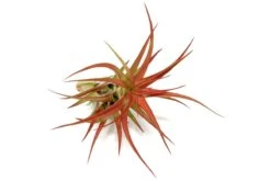 Large Tillandsia Red Abdita Air Plants / 5-6 Inch Plants -Eds Plant Shop large tillandsia red abdita air plants 5 6 inch plants 4146154