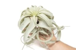 Large Tillandsia Xerographica / 6-8 Inches Wide 11 Large Tillandsia Xerographica / 6-8 Inches Wide -Eds Plant Shop large tillandsia xerographica 6 8 inches wide 2346786