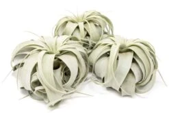 Large Tillandsia Xerographica / 6-8 Inches Wide 13 Large Tillandsia Xerographica / 6-8 Inches Wide -Eds Plant Shop large tillandsia xerographica 6 8 inches wide 2560140